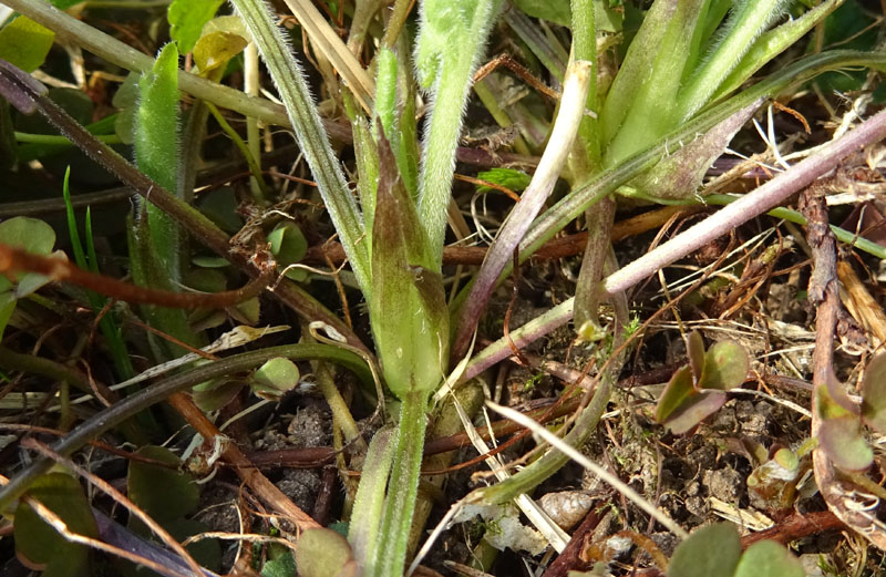 Viola odorata - Violaceae